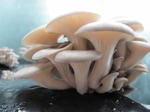 blue oyster mushrooms